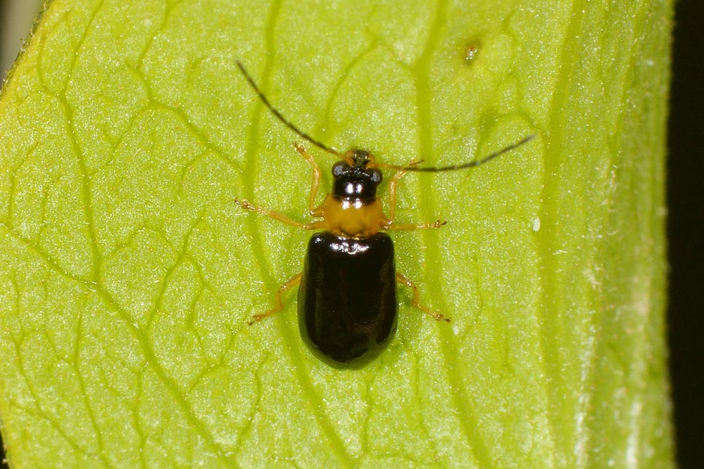 Chrysomelidae: Luperus sp. (L. pygmaeus opp. L. leonardii)